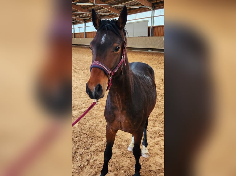 Bayerisches warmbloed Hengst 4 Jaar 160 cm Bruin in Wettringen