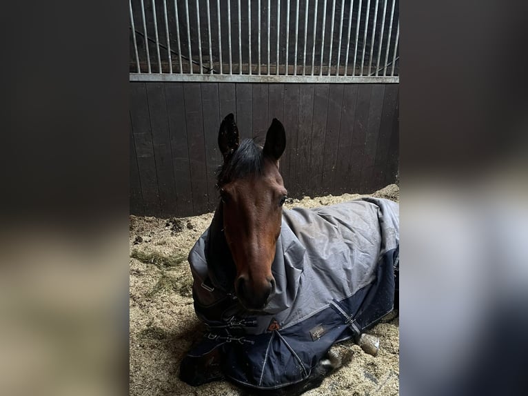 Bayerisches warmbloed Hengst 6 Jaar 168 cm Bruin in Karlsfeld