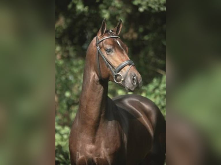 Bayerisches warmbloed Hengst Bruin in Löningen