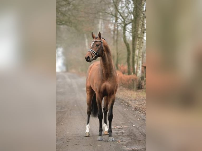 Bayerisches warmbloed Hengst Bruin in Löningen