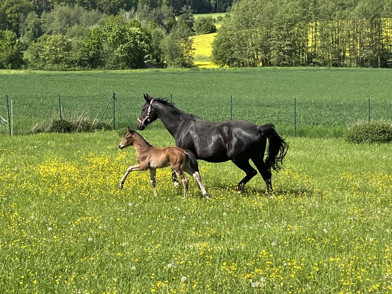 Bayerisches warmbloed Hengst veulen (04/2024) 170 cm Zwartbruin in Mainleus