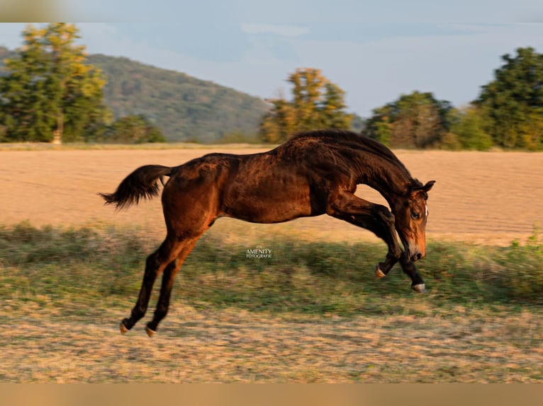 Bayerisches warmbloed Hengst veulen (04/2024) 170 cm Zwartbruin in Mainleus