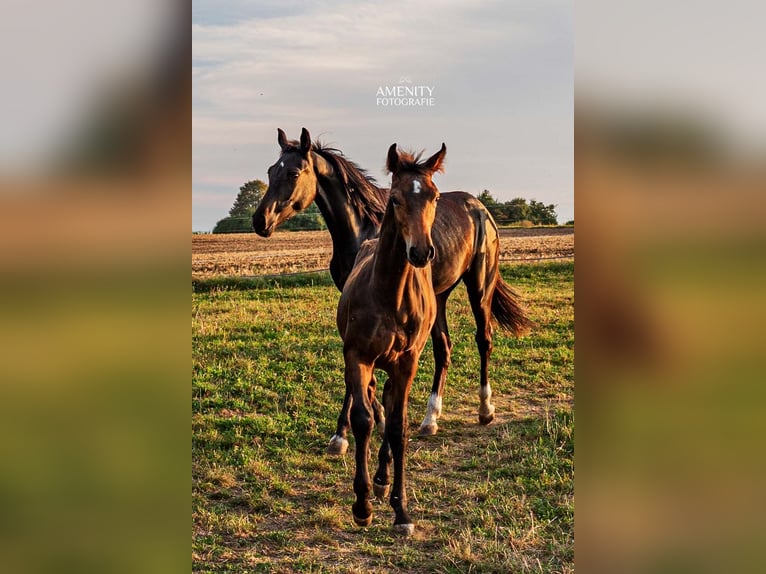 Bayerisches warmbloed Hengst veulen (04/2024) 170 cm Zwartbruin in Mainleus