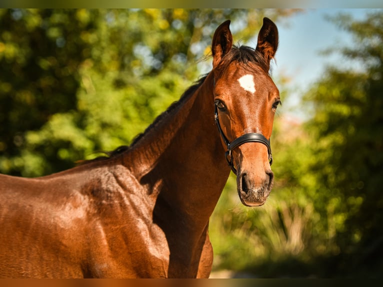 Bayerisches warmbloed Hengst Veulen (05/2026) Donkerbruin in Palling