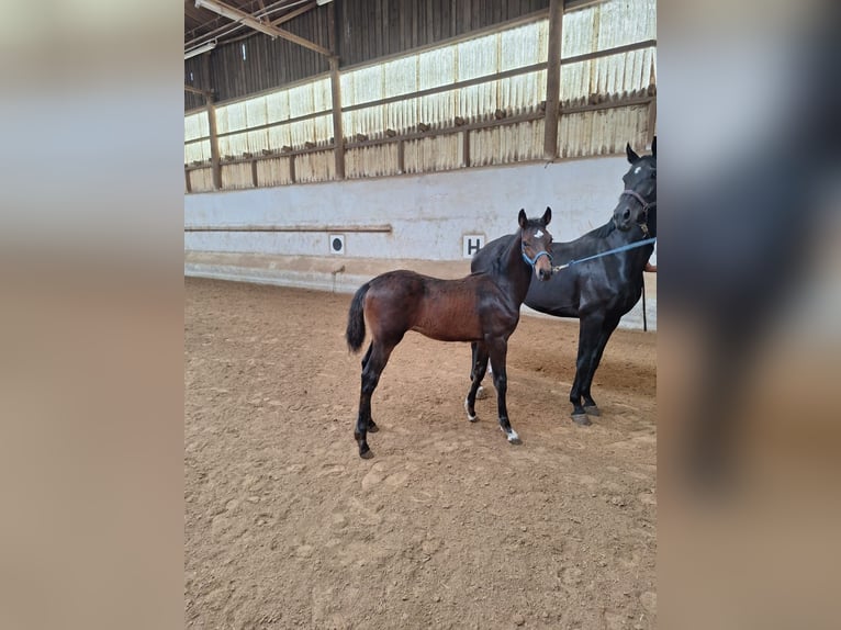 Bayerisches warmbloed Hengst veulen (03/2024) Donkerbruin in Lintach