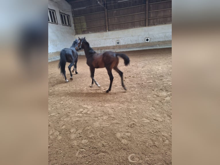 Bayerisches warmbloed Hengst veulen (03/2024) Donkerbruin in Lintach