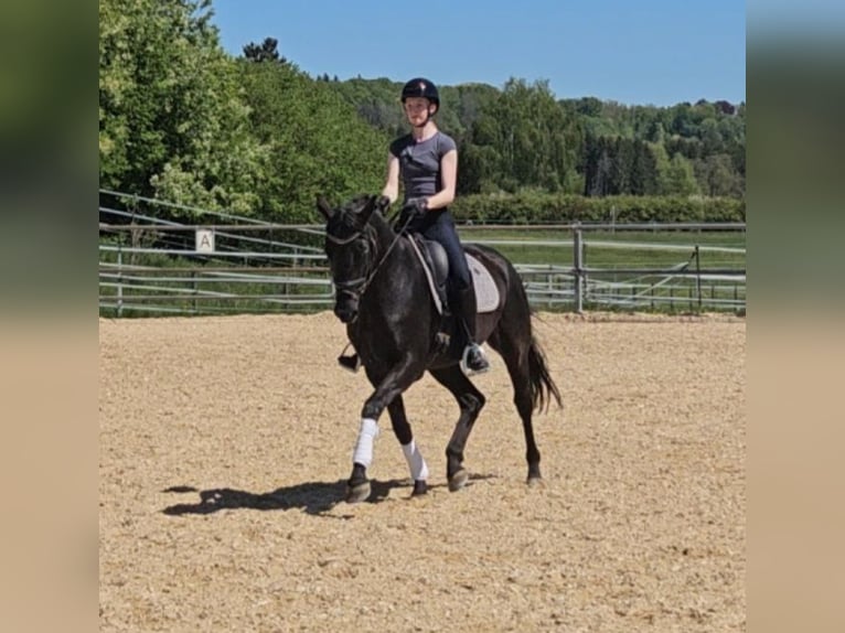 Bayerisches warmbloed Merrie 10 Jaar 164 cm Zwart in Schwabmünchen