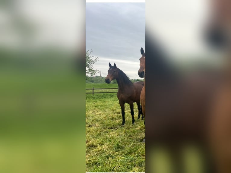 Bayerisches warmbloed Merrie 10 Jaar 166 cm Bruin in Bad Griesbach im Rottal