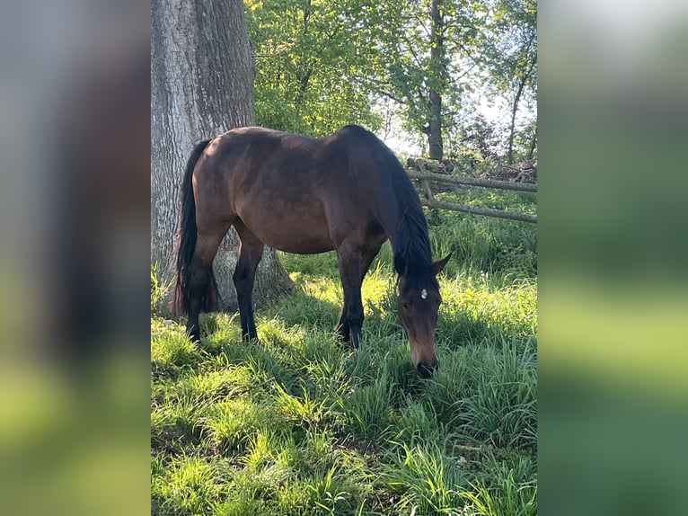 Bayerisches warmbloed Merrie 10 Jaar 166 cm Bruin in Bad Griesbach im Rottal