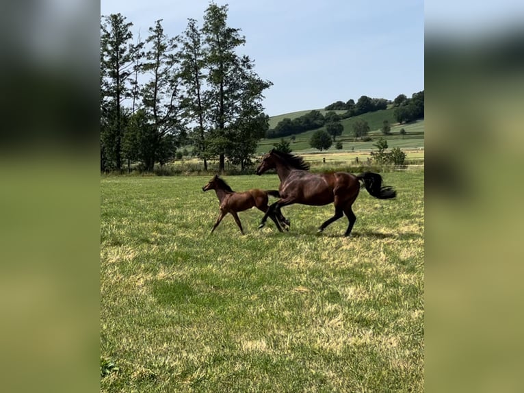 Bayerisches warmbloed Merrie 10 Jaar 166 cm Bruin in Bad Griesbach im Rottal