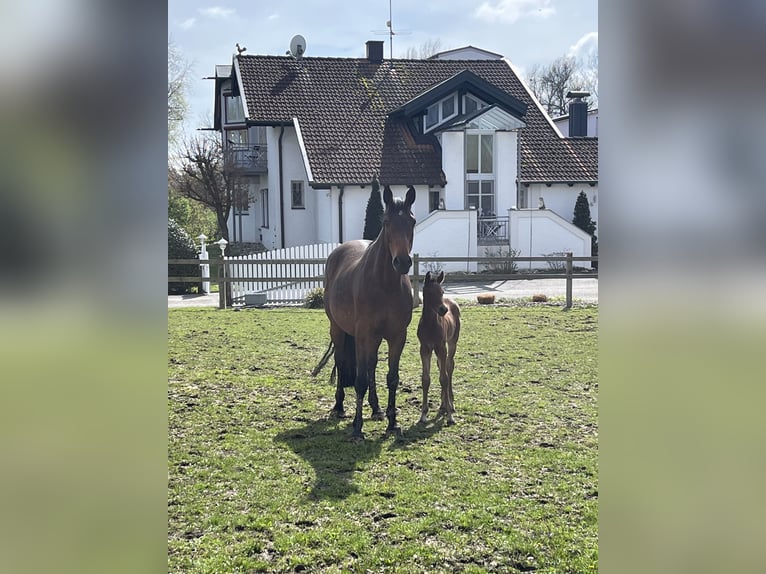 Bayerisches warmbloed Merrie 10 Jaar 166 cm Bruin in Bad Griesbach im Rottal