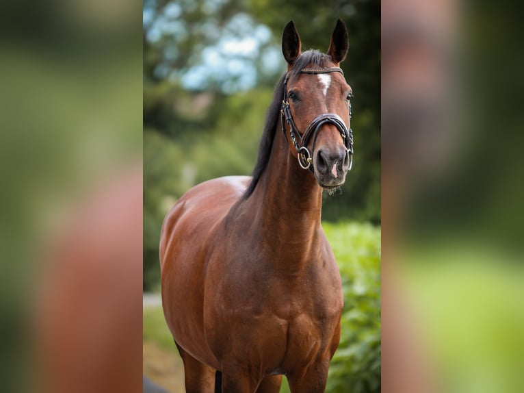 Bayerisches warmbloed Merrie 10 Jaar 168 cm Donkerbruin in Marktredwitz