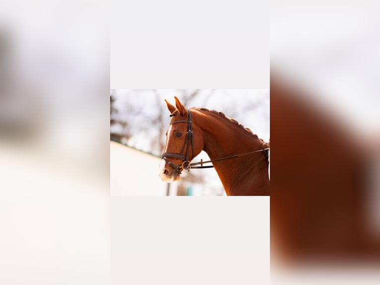 Bayerisches warmbloed Merrie 10 Jaar 169 cm Vos in Eberschwang