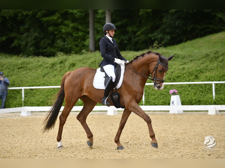 Bayerisches warmbloed Merrie 10 Jaar 169 cm Vos in Eberschwang