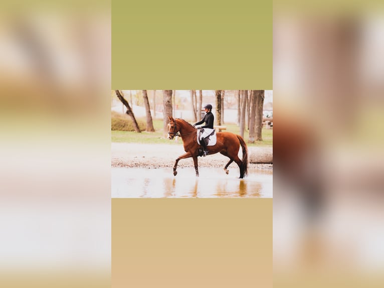 Bayerisches warmbloed Merrie 10 Jaar 169 cm Vos in Eberschwang