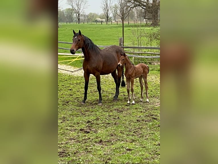 Bayerisches warmbloed Merrie 11 Jaar 166 cm Bruin in Bad Griesbach im Rottal