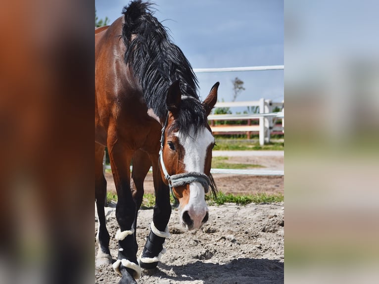 Bayerisches warmbloed Merrie 12 Jaar 162 cm Bruin in Böhl-Iggelheim
