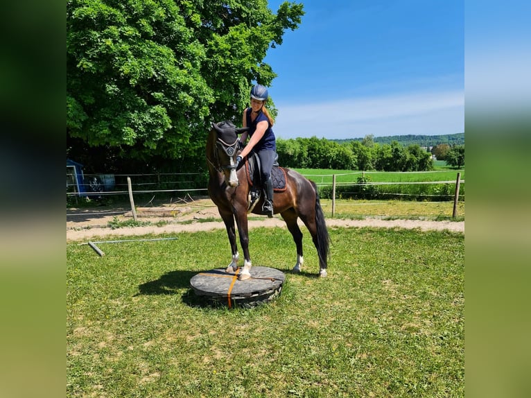 Bayerisches warmbloed Merrie 12 Jaar 167 cm Donkerbruin in Ötisheim