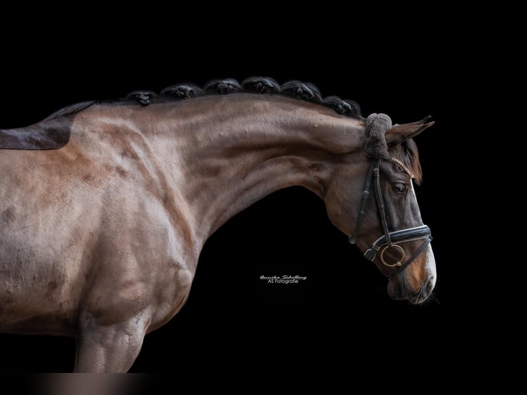 Bayerisches warmbloed Merrie 12 Jaar 167 cm Donkerbruin in Ötisheim