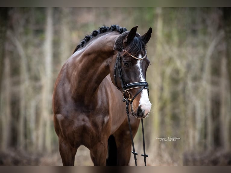 Bayerisches warmbloed Merrie 12 Jaar 167 cm Donkerbruin in Ötisheim