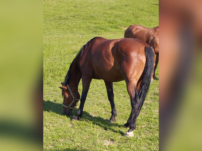 Bayerisches warmbloed Merrie 12 Jaar 167 cm Donkerbruin in Beutelsbach