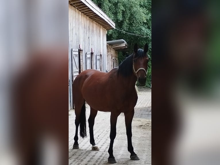 Bayerisches warmbloed Merrie 12 Jaar 167 cm Donkerbruin in Beutelsbach