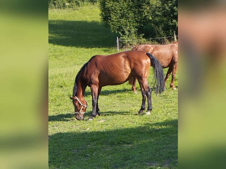 Bayerisches warmbloed Merrie 12 Jaar 167 cm Donkerbruin in Beutelsbach