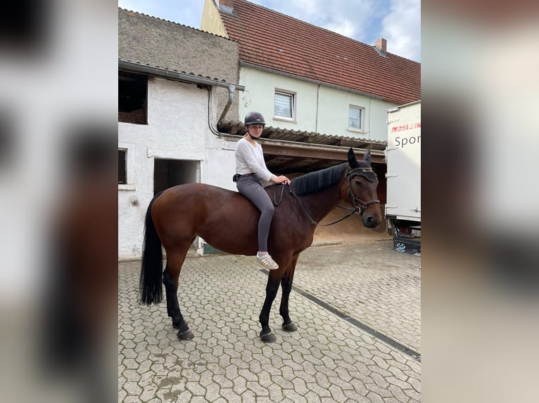 Bayerisches warmbloed Merrie 12 Jaar 168 cm Bruin in Grafenrheinfeld