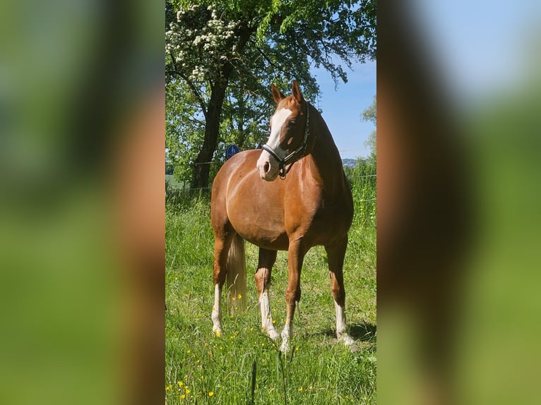 Bayerisches warmbloed Merrie 12 Jaar 170 cm Donkere-vos in Fulda