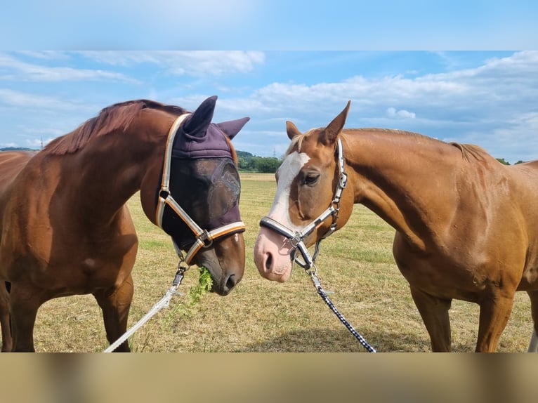 Bayerisches warmbloed Merrie 12 Jaar 170 cm Donkere-vos in Fulda