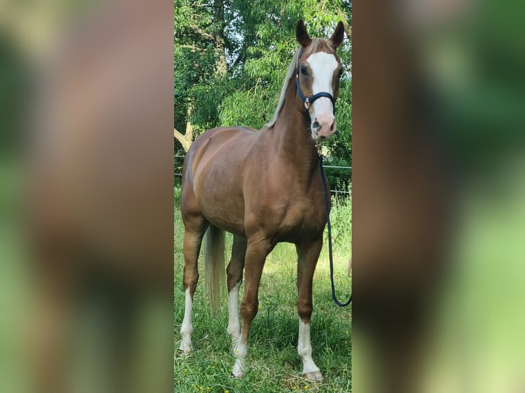 Bayerisches warmbloed Merrie 12 Jaar 170 cm Donkere-vos in Fulda