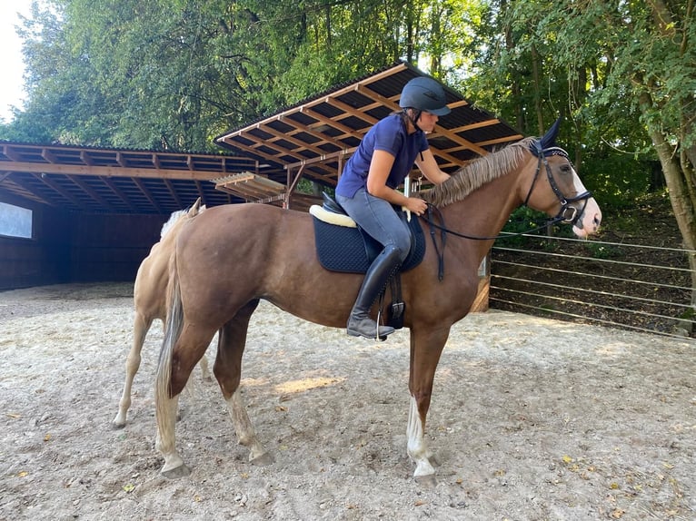 Bayerisches warmbloed Merrie 12 Jaar 170 cm Donkere-vos in Fulda