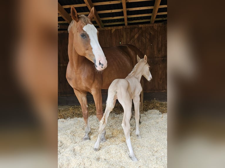 Bayerisches warmbloed Merrie 12 Jaar 170 cm Donkere-vos in Fulda