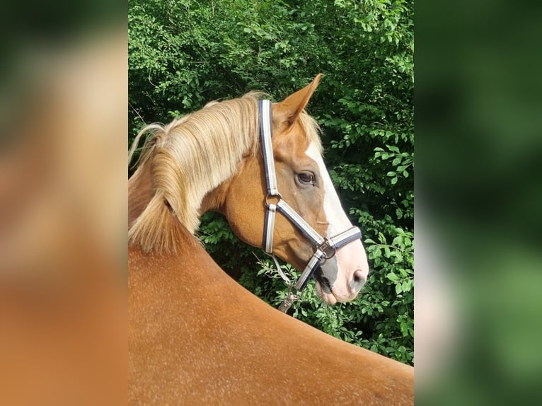 Bayerisches warmbloed Merrie 12 Jaar 170 cm Donkere-vos in Fulda