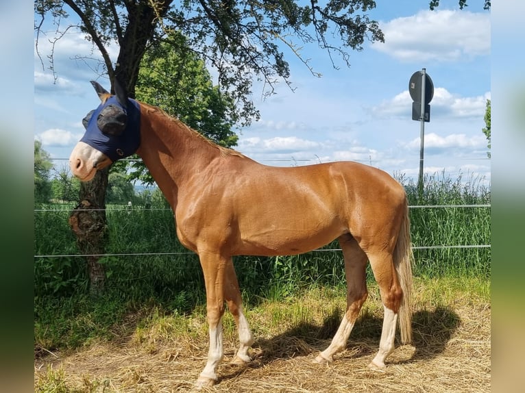 Bayerisches warmbloed Merrie 12 Jaar 170 cm Donkere-vos in Fulda