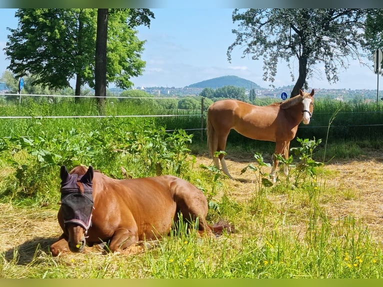 Bayerisches warmbloed Merrie 12 Jaar 170 cm Donkere-vos in Fulda