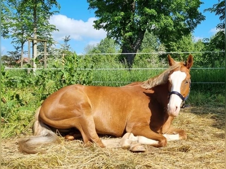 Bayerisches warmbloed Merrie 12 Jaar 170 cm Donkere-vos in Fulda