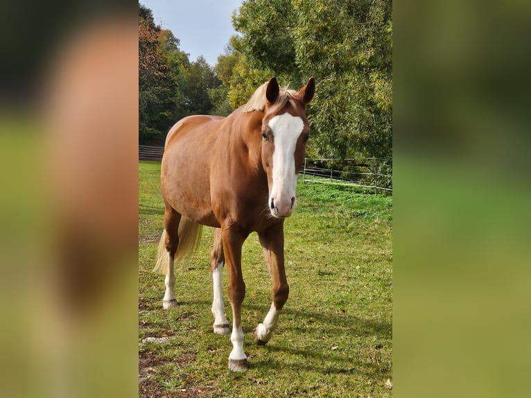 Bayerisches warmbloed Merrie 12 Jaar 170 cm Donkere-vos in Fulda