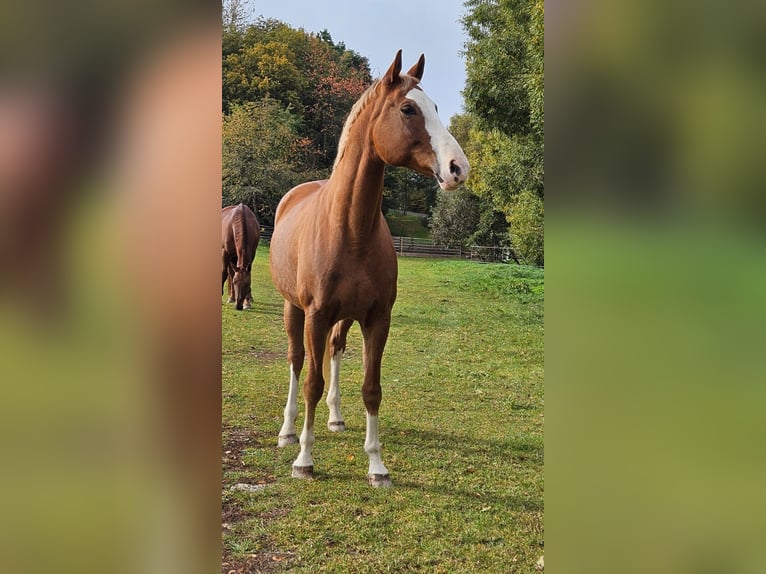 Bayerisches warmbloed Merrie 12 Jaar 170 cm Donkere-vos in Fulda