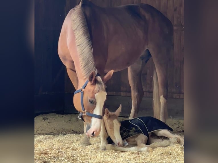 Bayerisches warmbloed Merrie 12 Jaar 170 cm Donkere-vos in Fulda