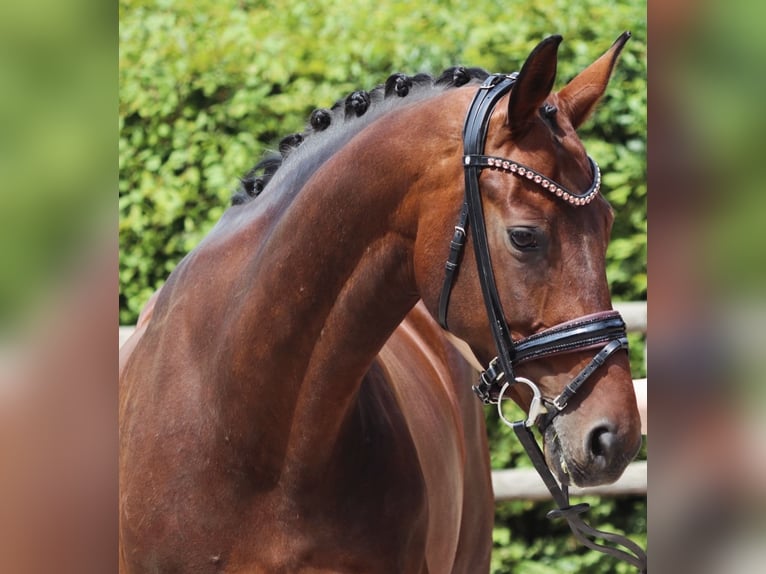 Bayerisches warmbloed Merrie 12 Jaar 171 cm Donkerbruin in Erftstadt