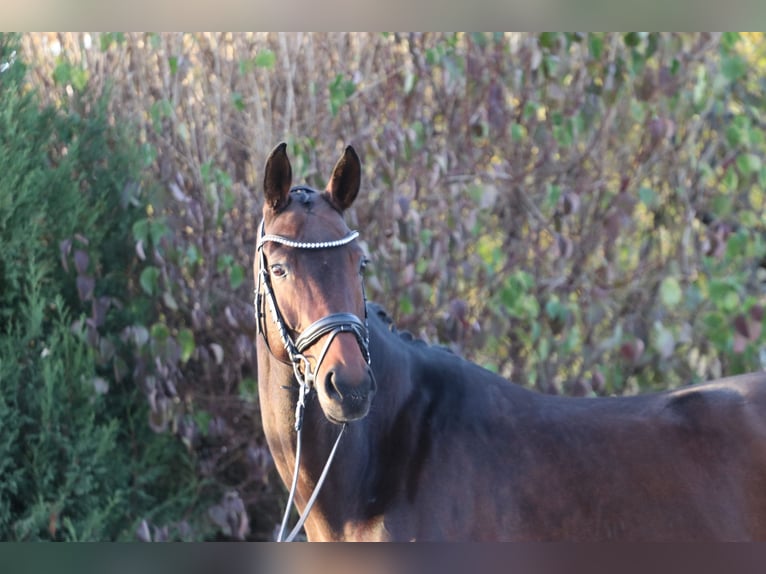 Bayerisches warmbloed Merrie 12 Jaar 171 cm Donkerbruin in Erftstadt