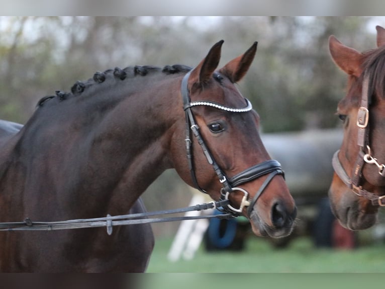 Bayerisches warmbloed Merrie 12 Jaar 171 cm Donkerbruin in Erftstadt