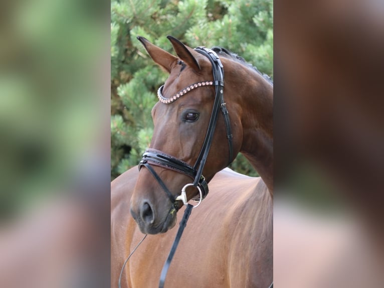 Bayerisches warmbloed Merrie 12 Jaar 171 cm Donkerbruin in Erftstadt