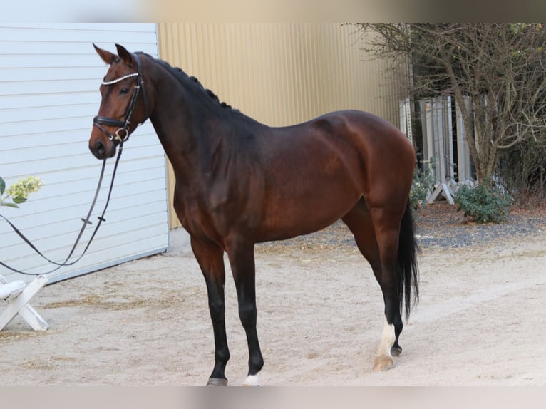 Bayerisches warmbloed Merrie 12 Jaar 171 cm Donkerbruin in Erftstadt