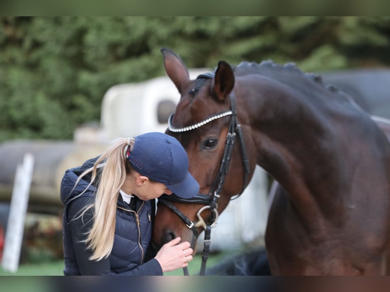 Bayerisches warmbloed Merrie 12 Jaar 171 cm Donkerbruin in Erftstadt