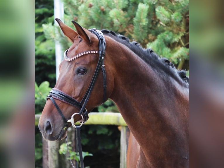 Bayerisches warmbloed Merrie 12 Jaar 171 cm Donkerbruin in Erftstadt