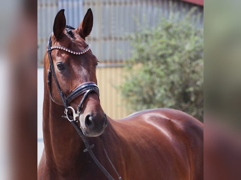 Bayerisches warmbloed Merrie 12 Jaar 171 cm Donkerbruin in Erftstadt