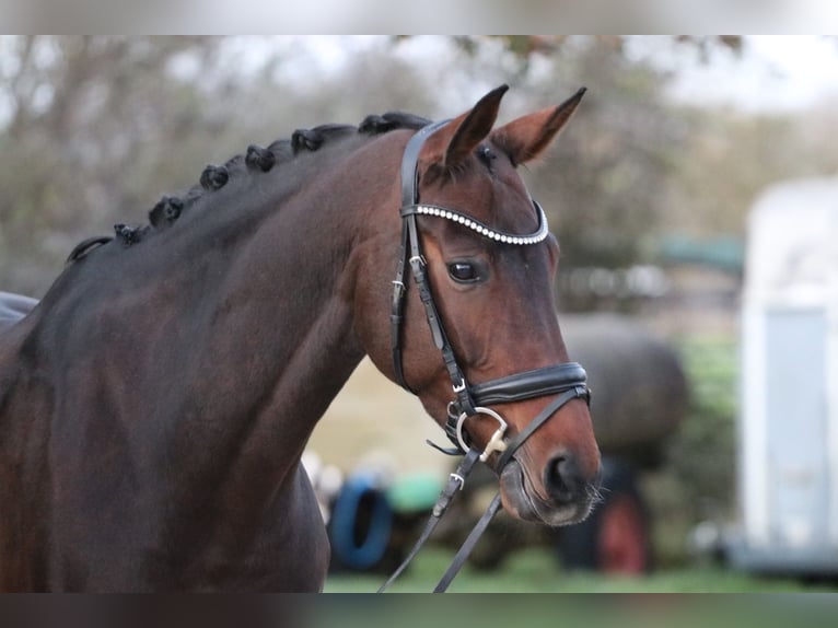 Bayerisches warmbloed Merrie 12 Jaar 171 cm Donkerbruin in Erftstadt