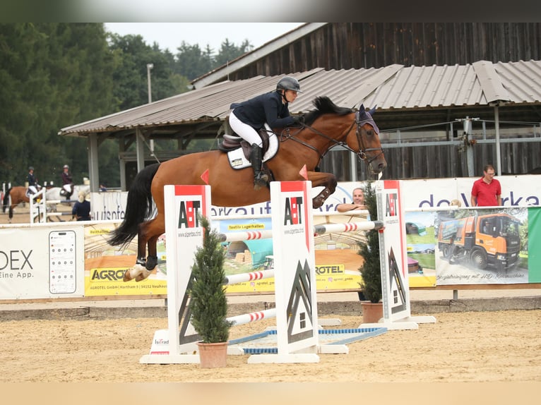 Bayerisches warmbloed Merrie 12 Jaar 176 cm Bruin in Pfaffenhofen an der Ilm